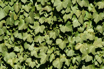 Ivy background