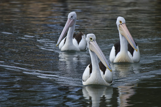 Pelicans trio
