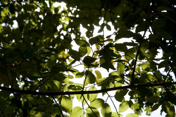 Blätter in der Herbstsonne