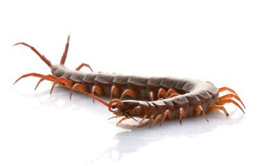 Vietnamese Giant Centipede