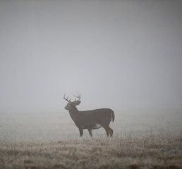 whitetail buck in fog