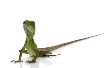 Baby Chinese Water Dragon