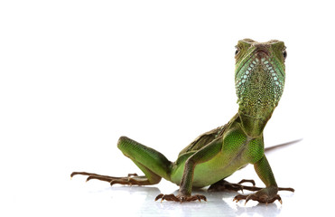 Baby Chinese Water Dragon