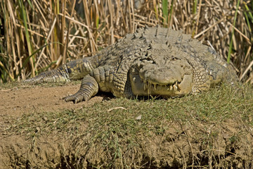 Crocodile