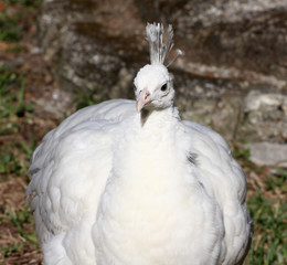 White Peacock