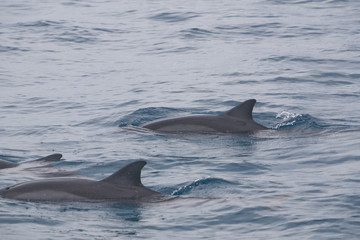 Pair of Pacific Spinner Dolphins 2