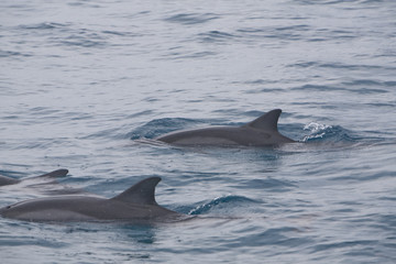 Fototapeta premium Pair of Pacific Spinner Dolphins 2