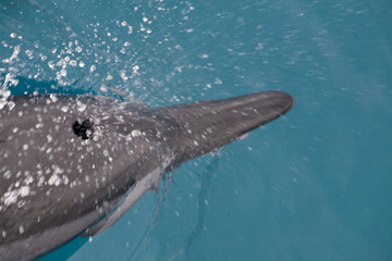 Fototapeta premium Spinner Dolphin Takes a Breath 2