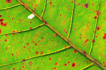 green leaf in the parks