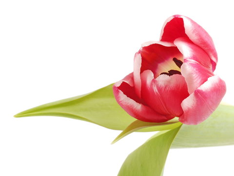 tulpe