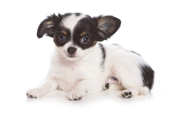 Chihuahua puppy on white background