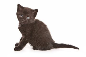 Small kitten on white background