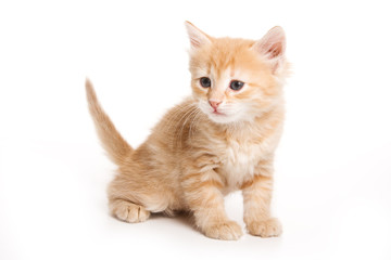 Fototapeta na wymiar Small kitten on white background