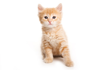 Obraz premium Small kitten on white background