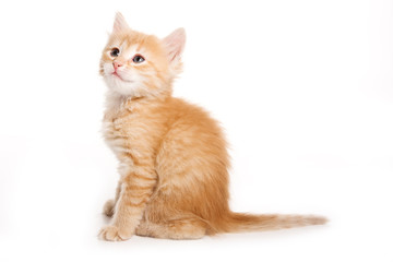 Obraz premium Small kitten on white background