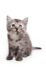 Obraz premium Small kitten on white background