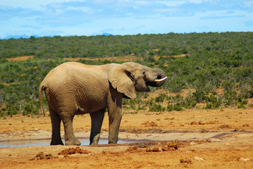 Obraz premium Elefant am Wasserloch