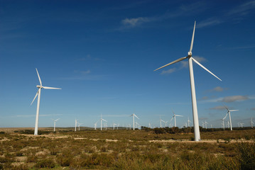 champ d'éoliennes