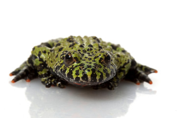 Green Fire-bellied Toad
