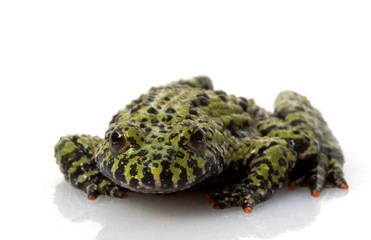 Green Fire-bellied Toad