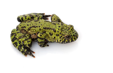 Green Fire-bellied Toad