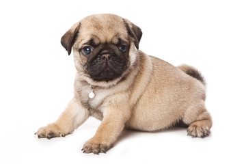 Obraz premium Pug puppy on white background