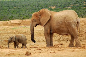 Fototapeta premium Słoń z dzieckiem