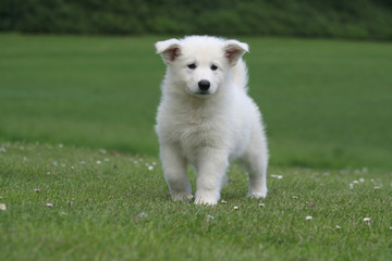 Chiot Berger blanc dans la pelouse