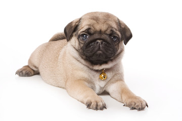 Obraz premium Pug puppy on white background