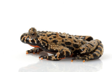 Fototapeta premium Brown Fire-bellied Toad