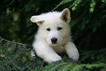 Craquant petit chiot blanc