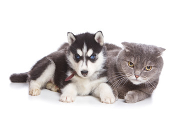 Siberian Husky puppy on white