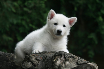 Obraz premium Berger blanc chiot en hauteur