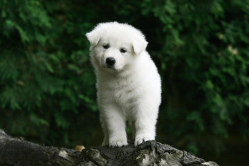 Craquant petit chiot Berger Blanc suisse