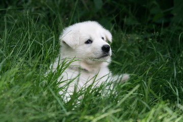 Mignon petit Berger Blanc dans l'herbe verte
