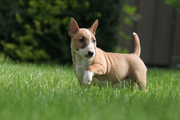Chiot miniature se promène à la campagne