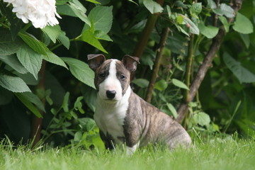 Chiot Miniature bicolore assis de profil