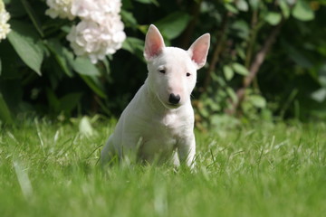 Mini Bull terrier blanc assis sagement