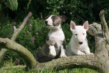 Fototapeta premium Deux Bull Terrier miniatures à la campagne