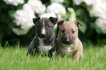 Deux adorables Bull Terrier miniatures de face - obrazy, fototapety, plakaty
