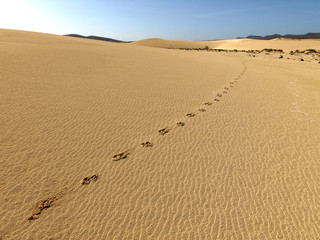 Tierspuren in der Sandwüste