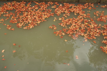 Leaves on Water - Canal du Midi, France