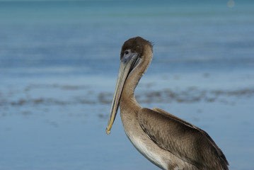 sitting pelican