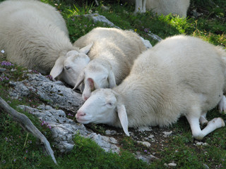 Naklejka na ściany i meble Alpine herd of sheep