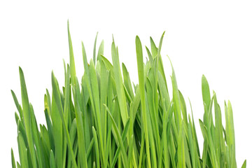 Fototapeta premium Green grass