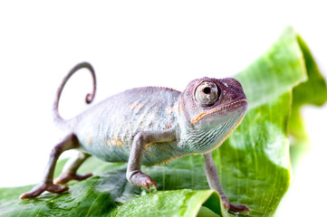 Chameleon on flower.