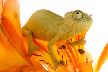 Fototapeta premium Chameleon on flower.