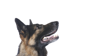 dog closeup on white