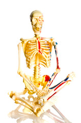 Skeleton breadboard model