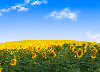 Obraz premium Field of sunflowers